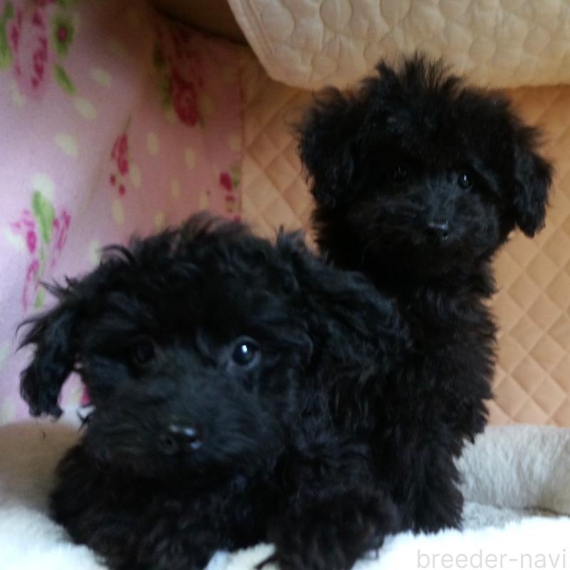 販売中の大阪府のトイプードル-440593の5枚目