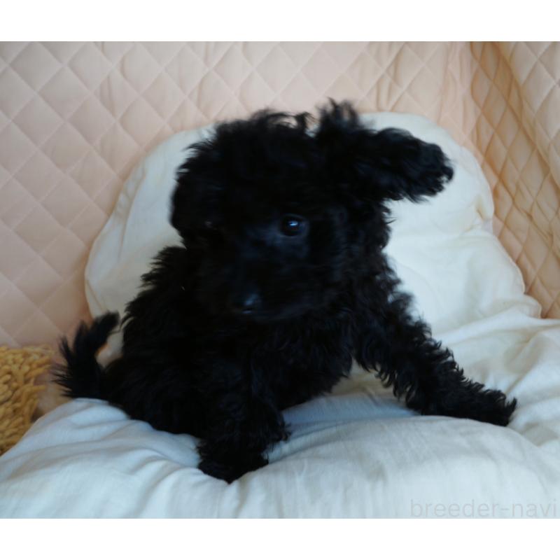 販売中の大阪府のトイプードル-440593の4枚目