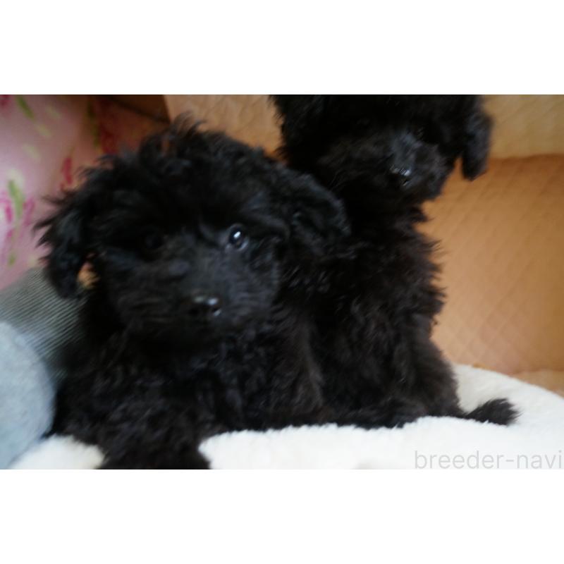 販売中の大阪府のトイプードル-440593の3枚目