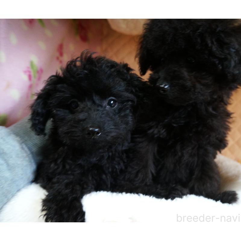 販売中の大阪府のトイプードル-440593の2枚目