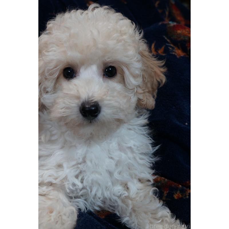 販売中の大阪府のトイプードル-440591の4枚目