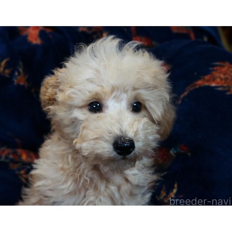 販売中の大阪府のトイプードル-440591の3枚目