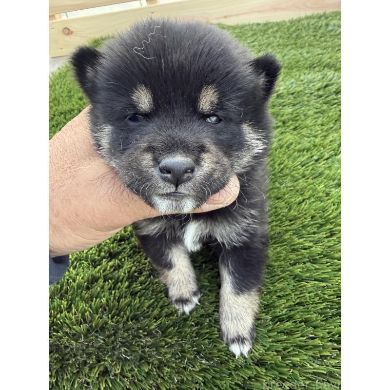 販売中の広島県の豆柴-447851の3枚目