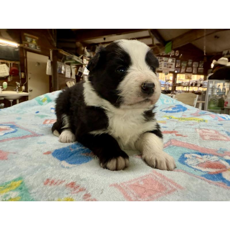 販売中の長野県のボーダーコリー-447852の9枚目