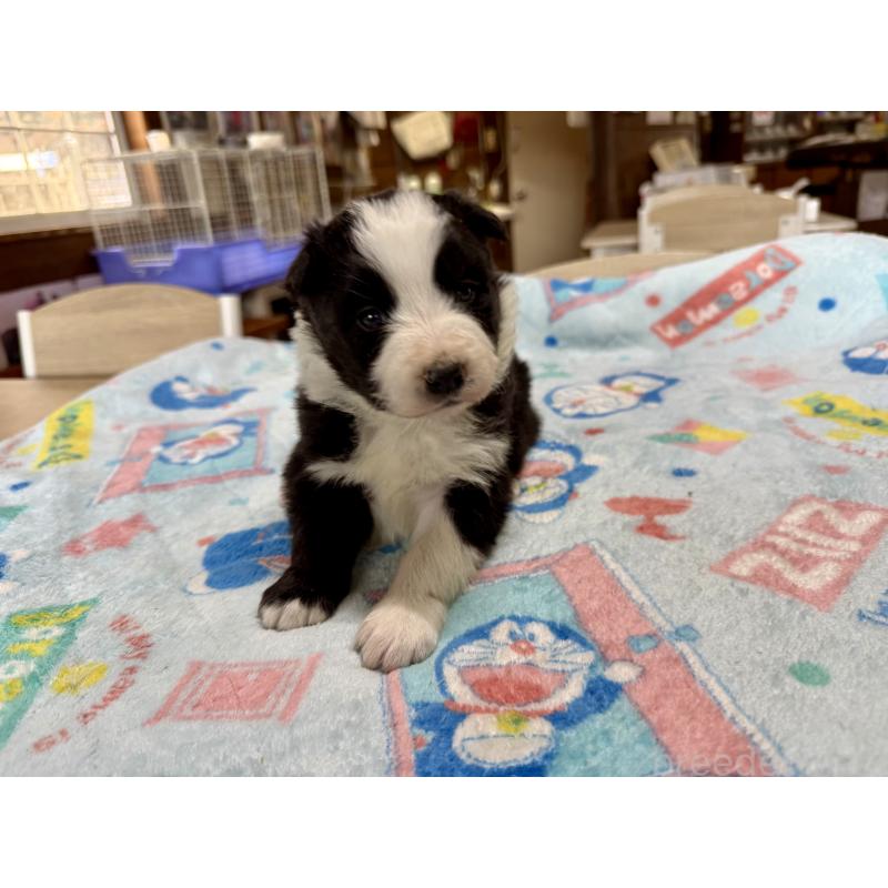 販売中の長野県のボーダーコリー-447852の8枚目