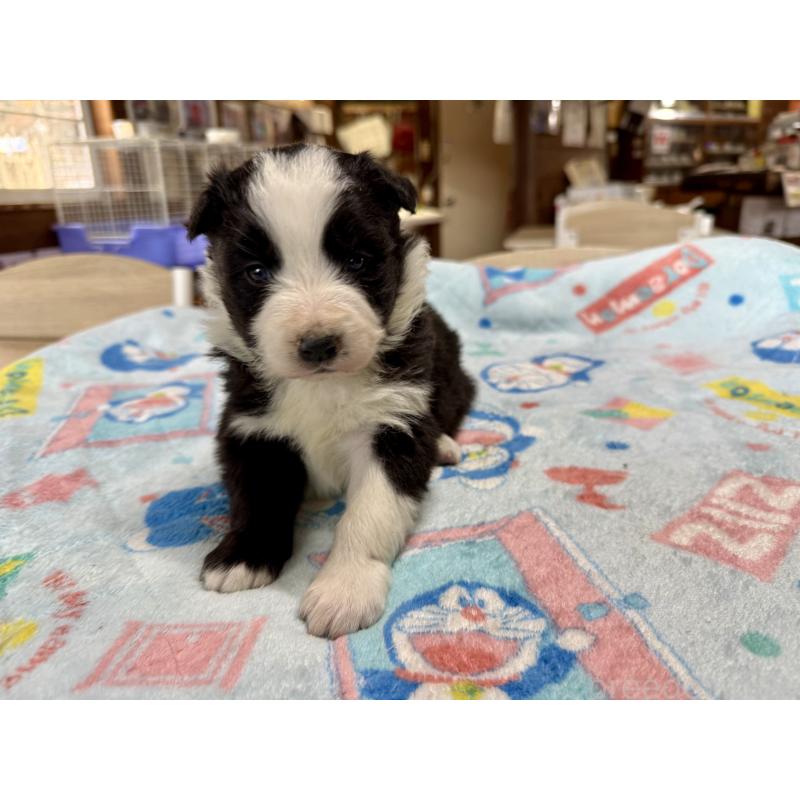 販売中の長野県のボーダーコリー-447852の7枚目