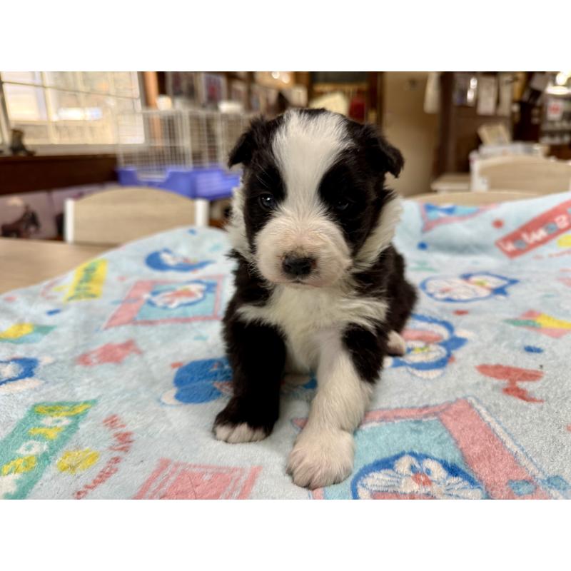 販売中の長野県のボーダーコリー-447852の5枚目