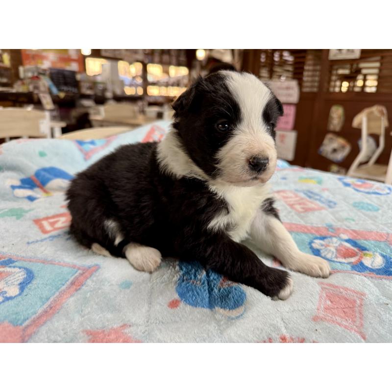 販売中の長野県のボーダーコリー-447852の4枚目