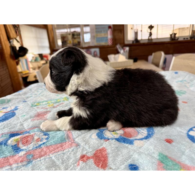 販売中の長野県のボーダーコリー-447852の3枚目