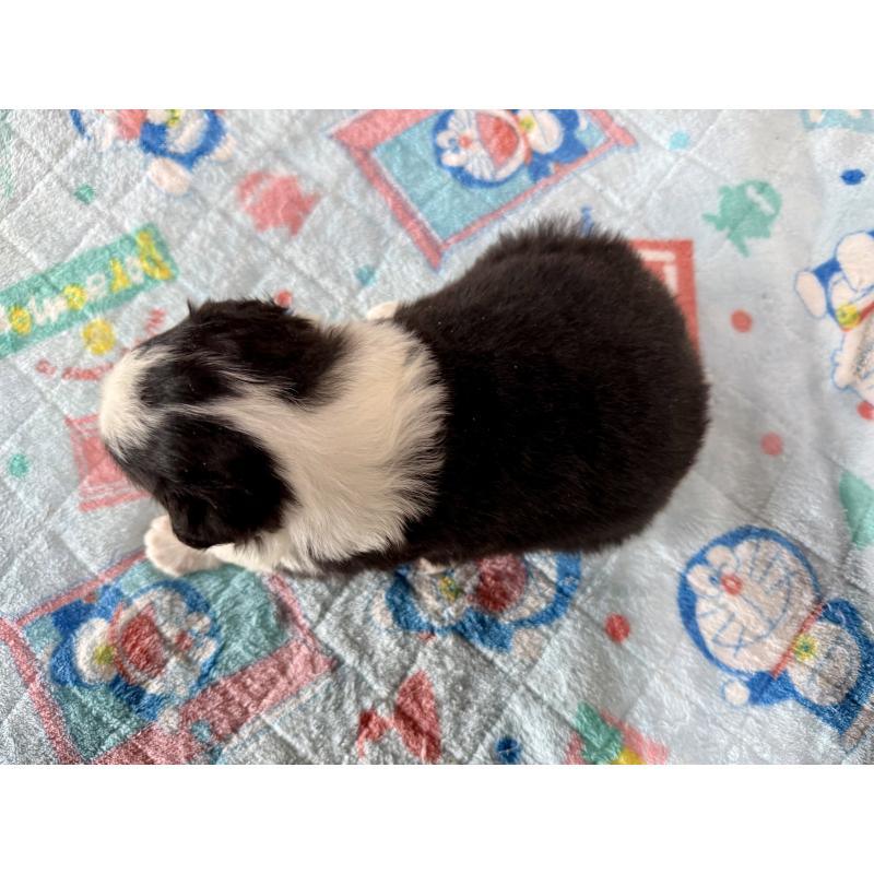 販売中の長野県のボーダーコリー-447852の2枚目