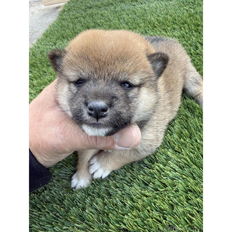 販売中の広島県の豆柴-447854の3枚目