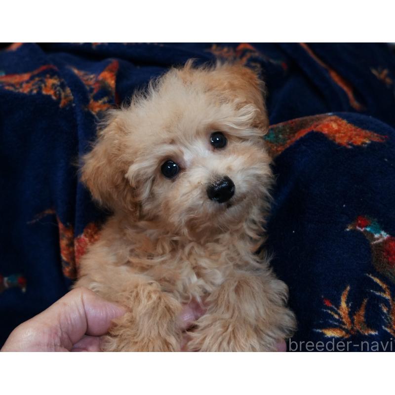 販売中の大阪府のトイプードル-440589の5枚目