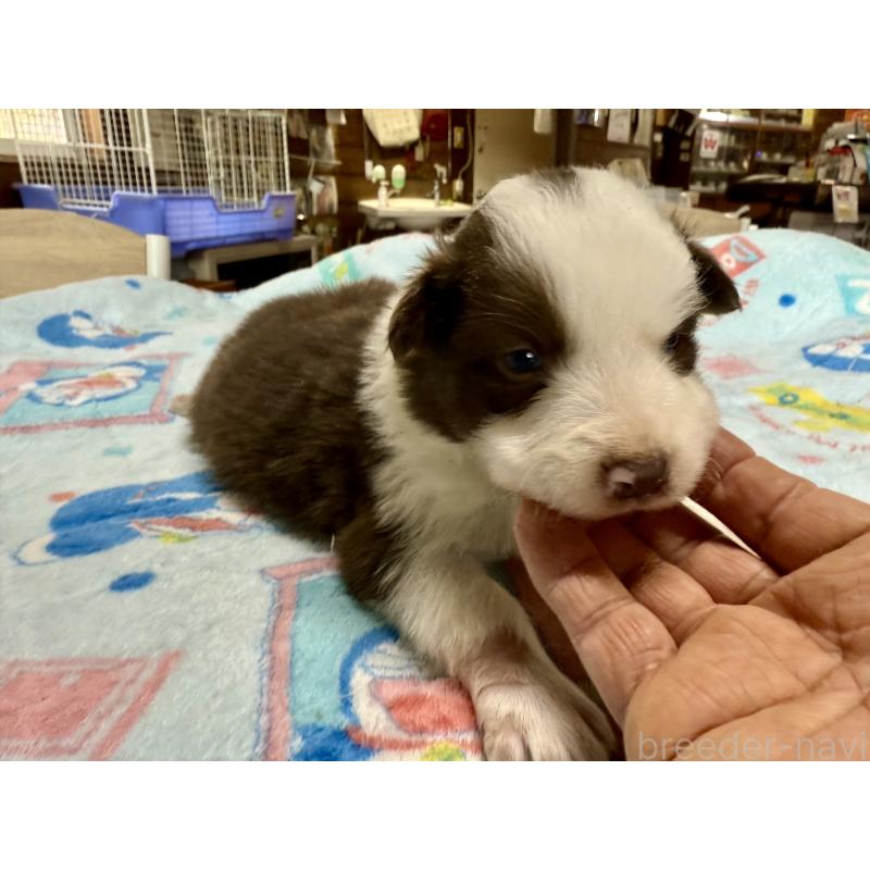 販売中の長野県のボーダーコリー-447853の4枚目