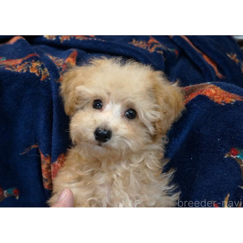販売中の大阪府のトイプードル-440589の4枚目