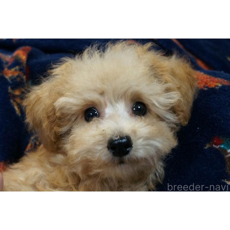 販売中の大阪府のトイプードル-440589