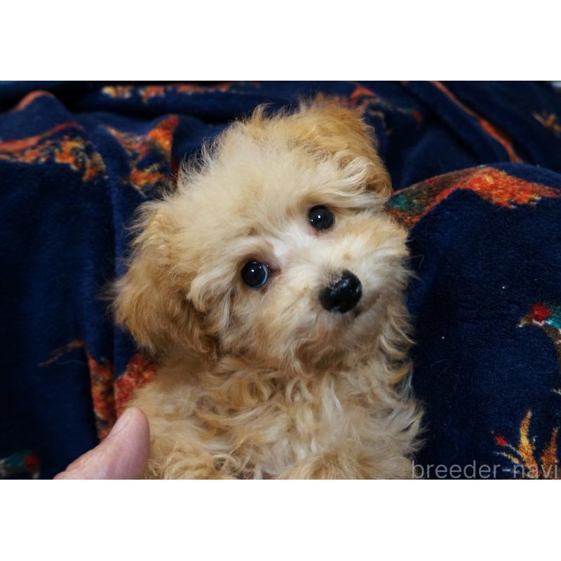 販売中の大阪府のトイプードル-440589の3枚目