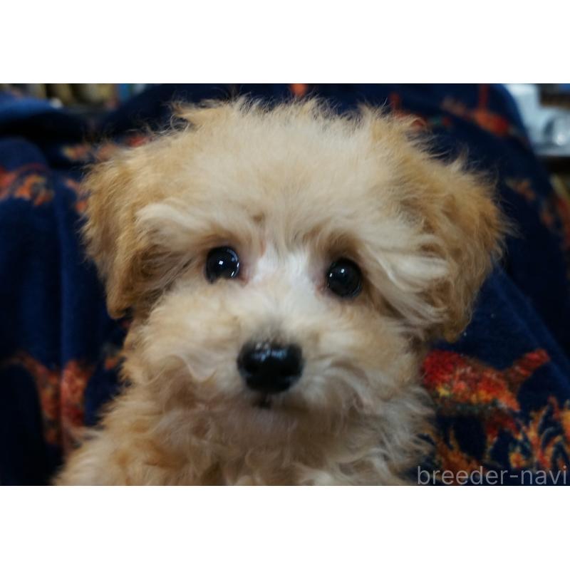 販売中の大阪府のトイプードル-440589の2枚目