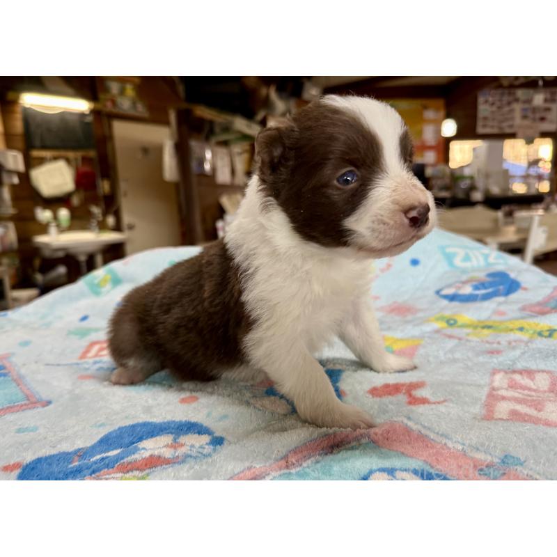 販売中の長野県のボーダーコリー-447856の10枚目