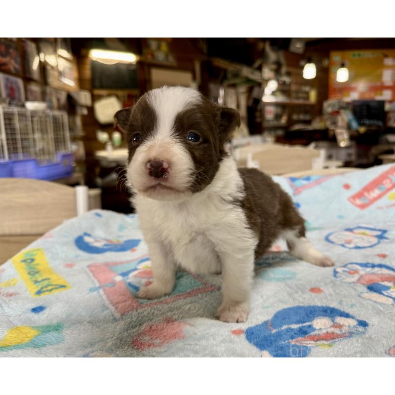 販売中の長野県のボーダーコリー-447856の9枚目