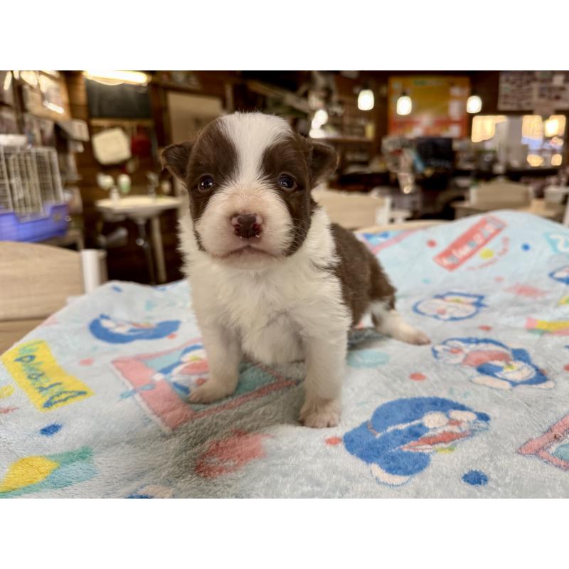 販売中の長野県のボーダーコリー-447856の8枚目