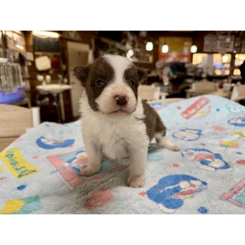 販売中の長野県のボーダーコリー-447856の7枚目