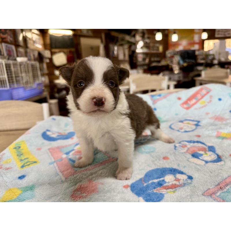 販売中の長野県のボーダーコリー-447856の6枚目