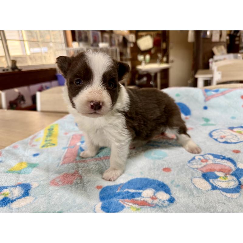 販売中の長野県のボーダーコリー-447856の5枚目