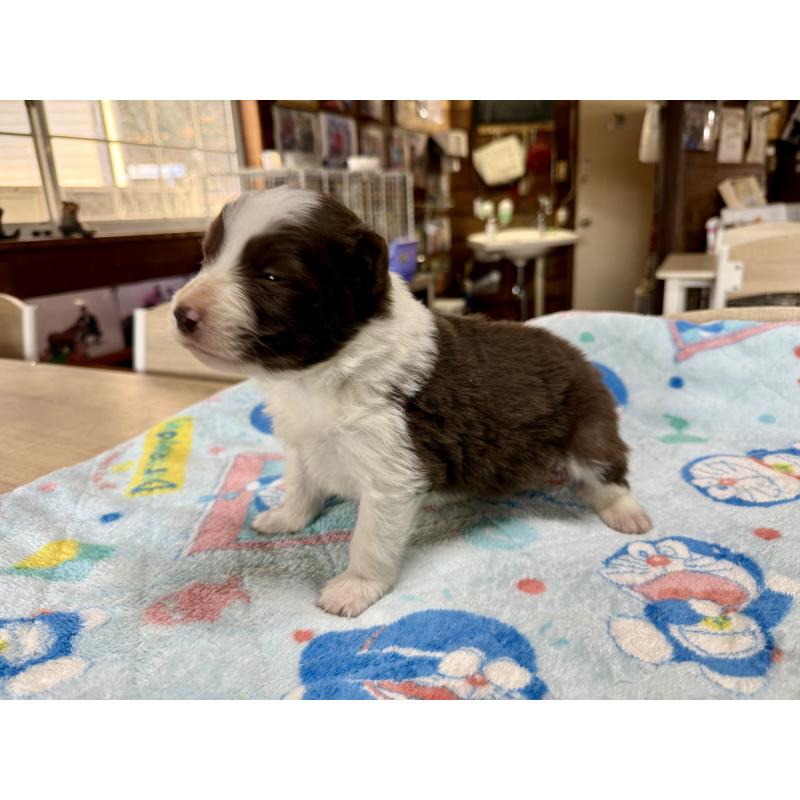 販売中の長野県のボーダーコリー-447856の4枚目