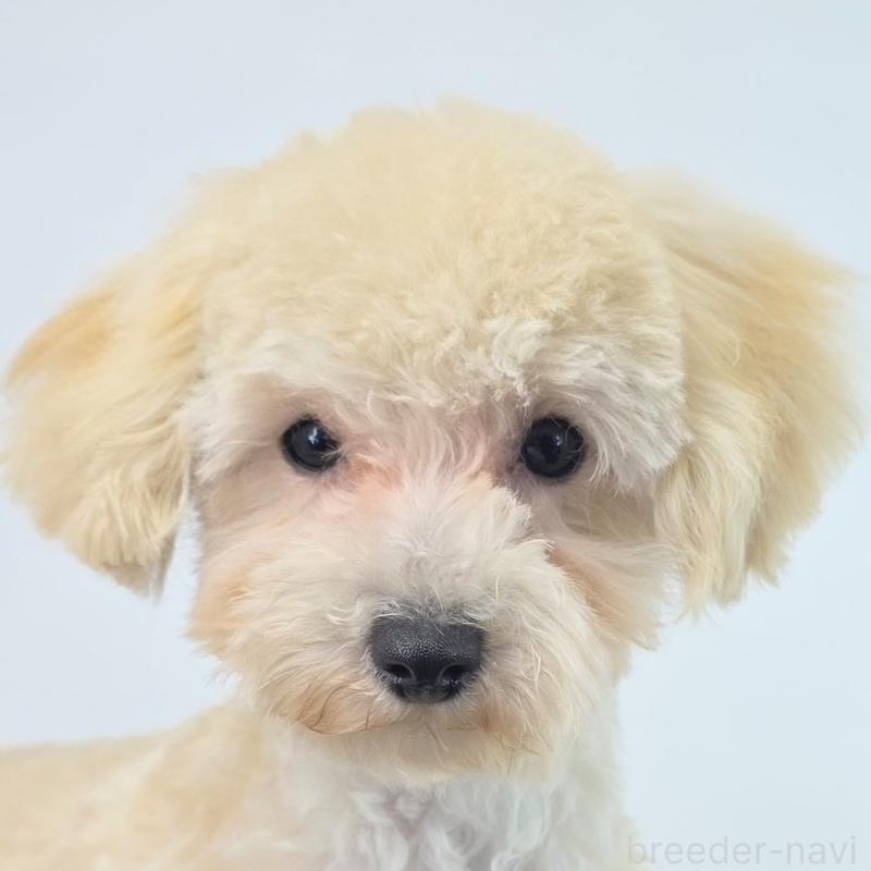 販売中の茨城県のミックス犬-424691