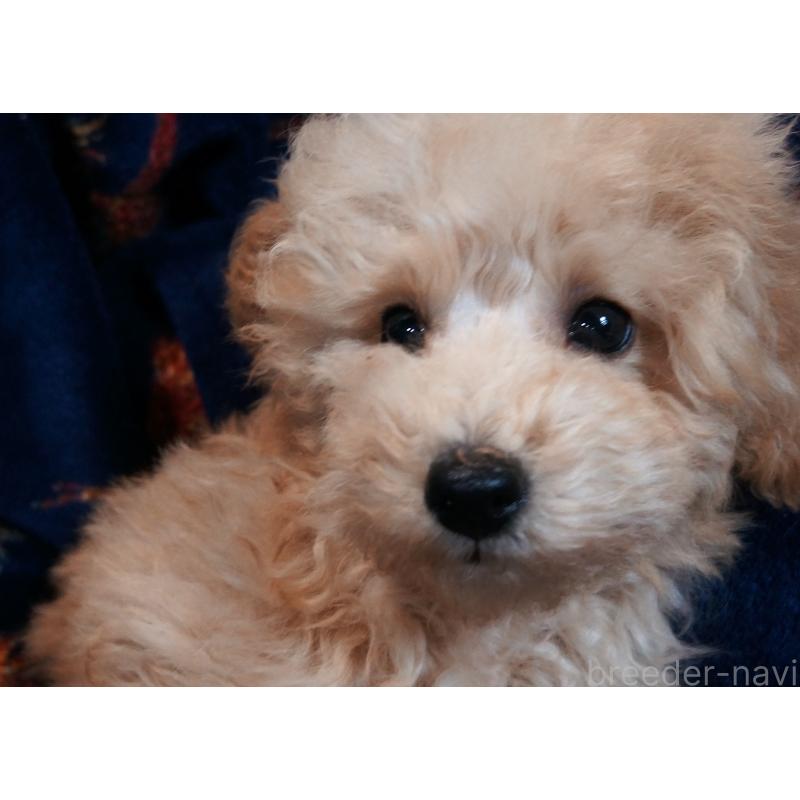 販売中の大阪府のトイプードル-440588の4枚目