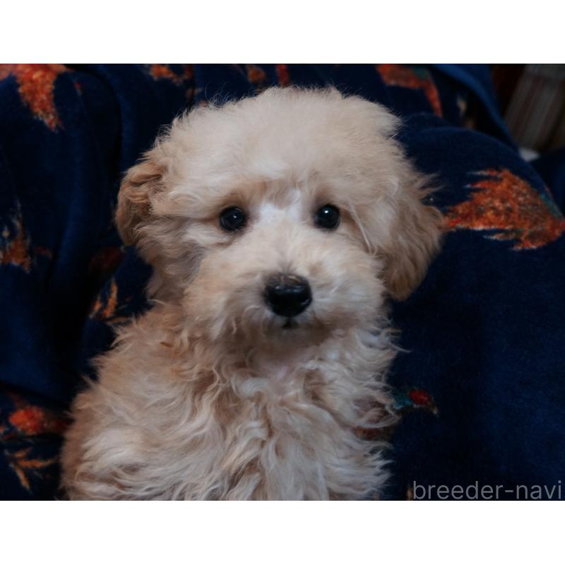 販売中の大阪府のトイプードル-440588の3枚目