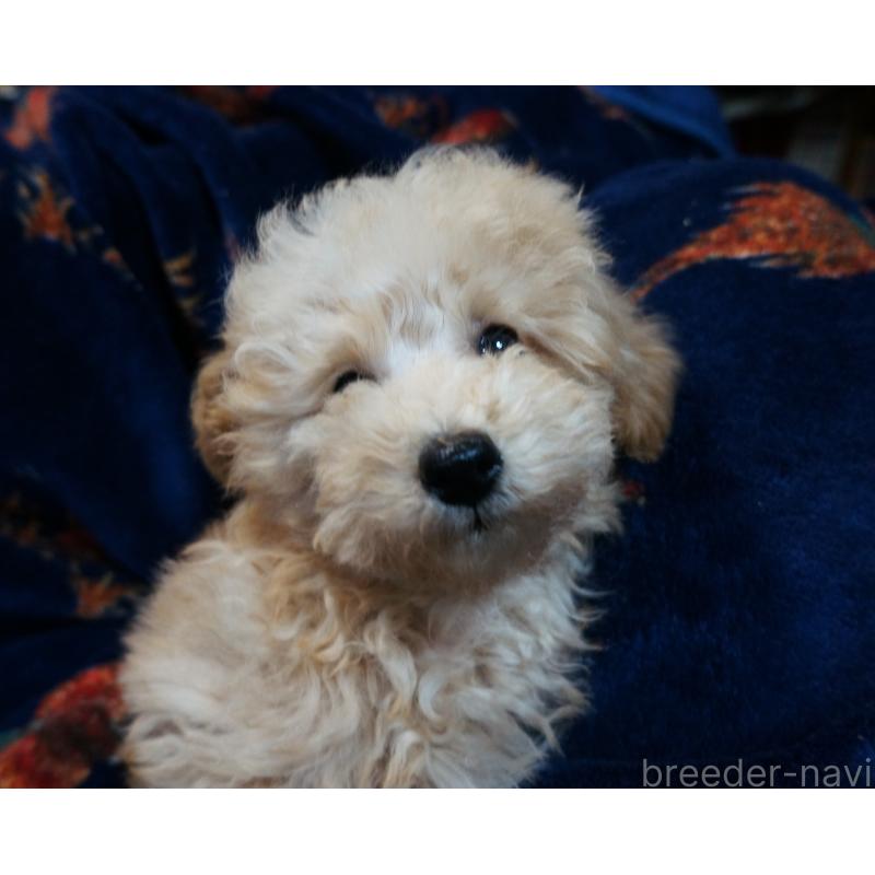 販売中の大阪府のトイプードル-440588の2枚目