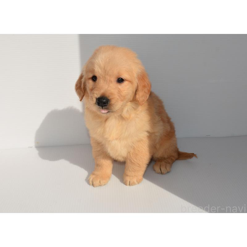 販売中の長崎県のゴールデンレトリーバー-447857の7枚目