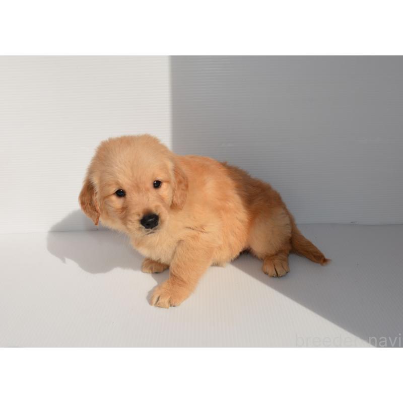 販売中の長崎県のゴールデンレトリーバー-447857の6枚目