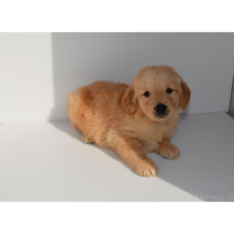 販売中の長崎県のゴールデンレトリーバー-447857の5枚目