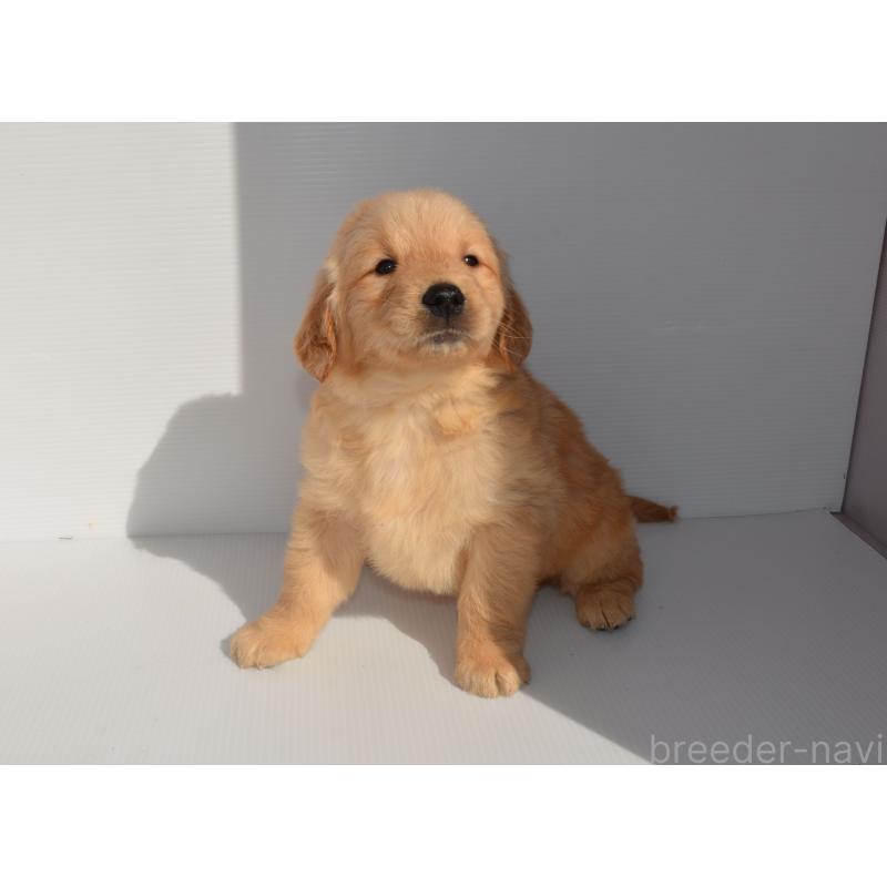 販売中の長崎県のゴールデンレトリーバー-447857の3枚目