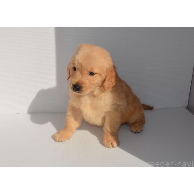 販売中の長崎県のゴールデンレトリーバー-447857の2枚目