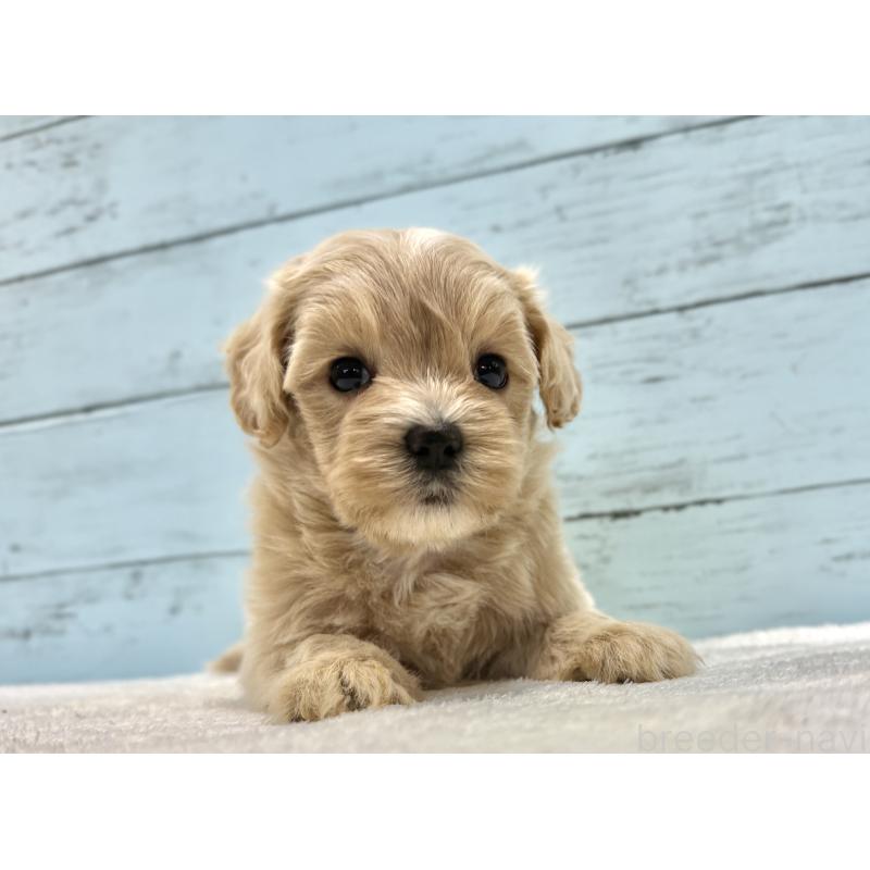 販売中の千葉県のマルプー:マルチーズ×トイプードル-447037の10枚目