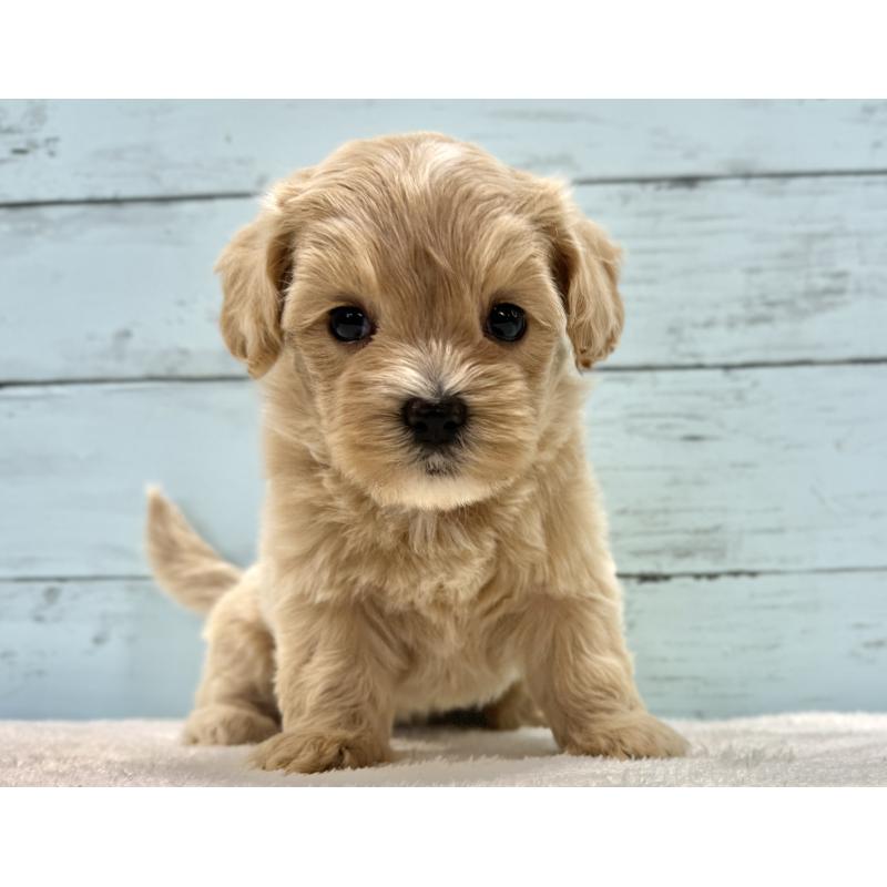 販売中の千葉県のマルプー:マルチーズ×トイプードル-447037の9枚目