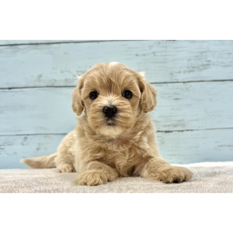 販売中の千葉県のマルプー:マルチーズ×トイプードル-447037の8枚目