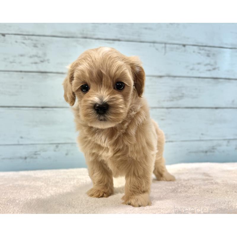 販売中の千葉県のマルプー:マルチーズ×トイプードル-447037の7枚目