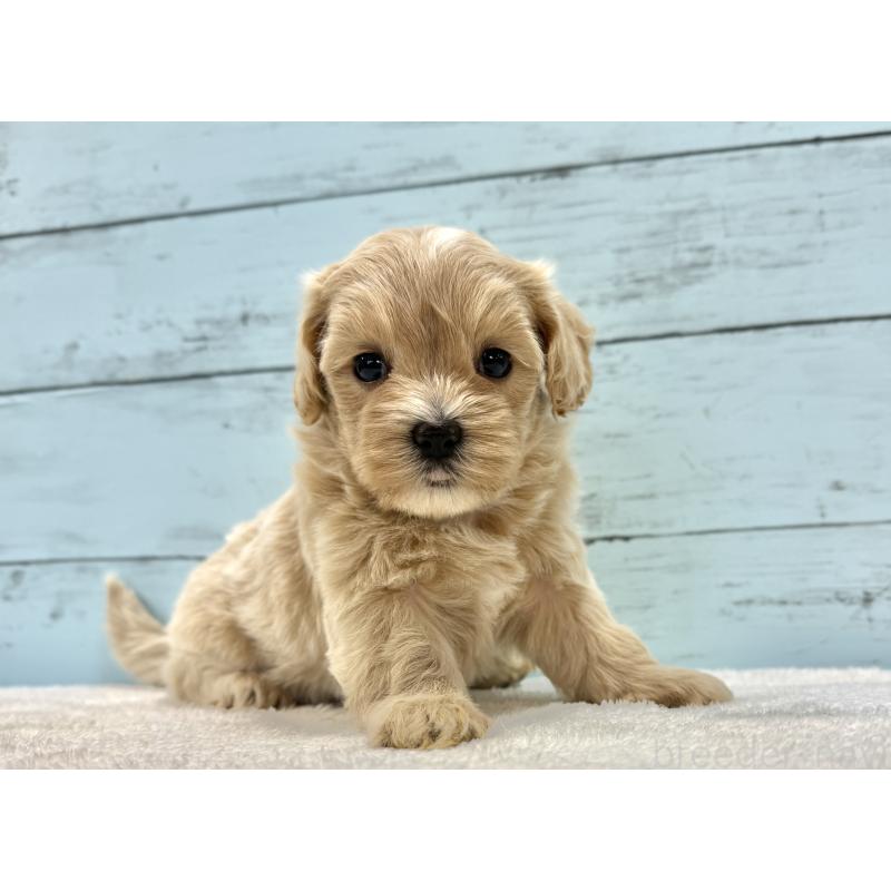 販売中の千葉県のマルプー:マルチーズ×トイプードル-447037の5枚目