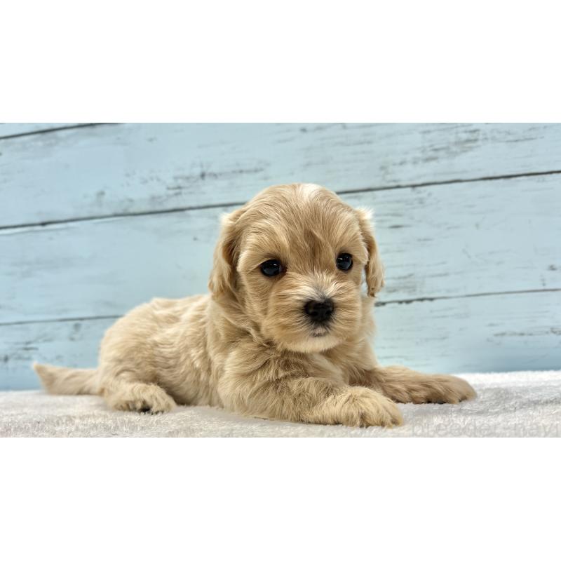 販売中の千葉県のマルプー:マルチーズ×トイプードル-447037の4枚目