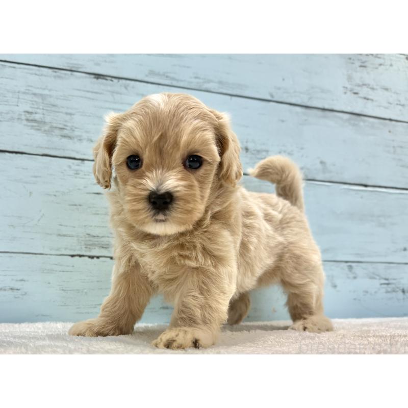 販売中の千葉県のマルプー:マルチーズ×トイプードル-447037の3枚目