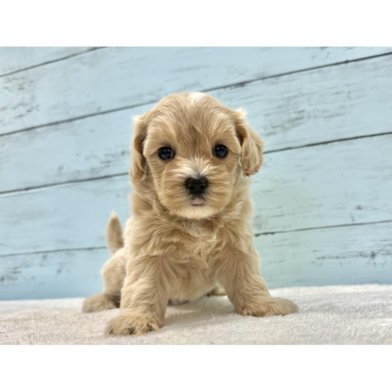 販売中の千葉県のマルプー:マルチーズ×トイプードル-447037の2枚目