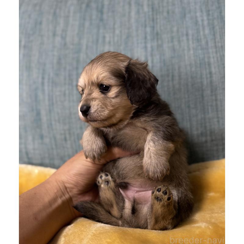 販売中の岡山県のミックス犬-447858の7枚目