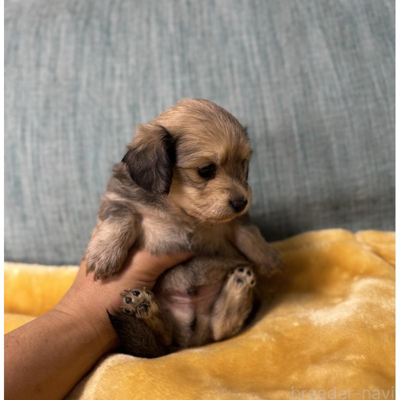 販売中の岡山県のミックス犬-447858の6枚目