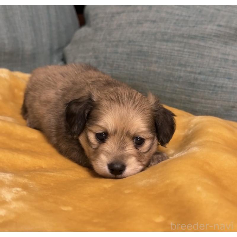 販売中の岡山県のミックス犬-447858の5枚目