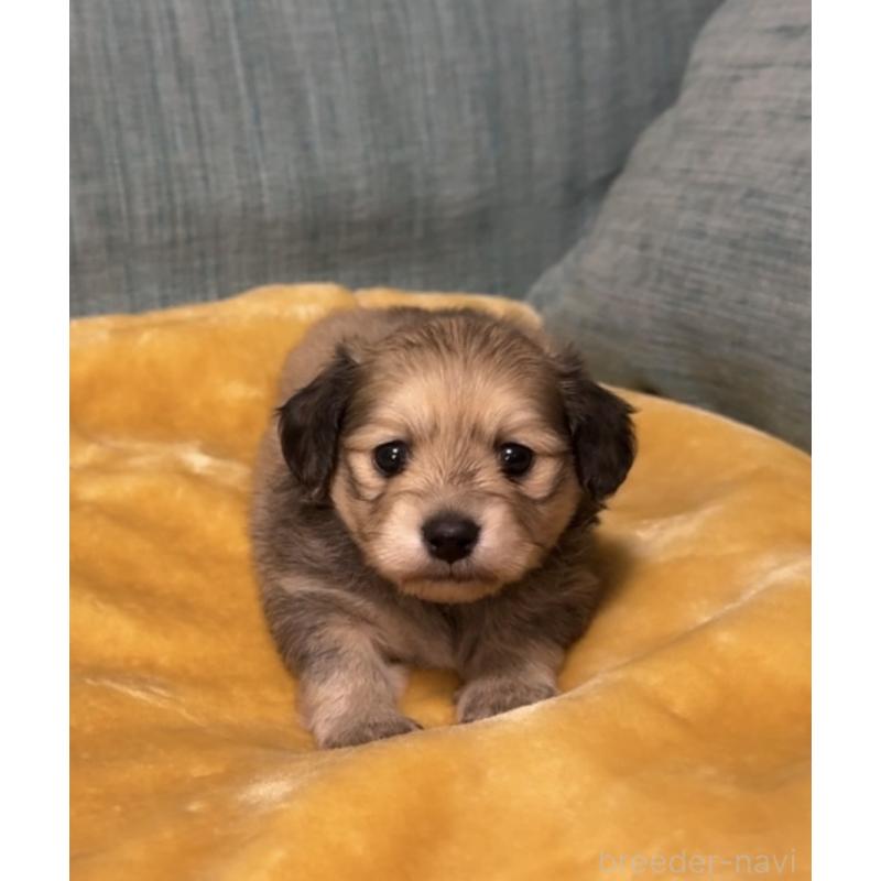 販売中の岡山県のミックス犬-447858の4枚目