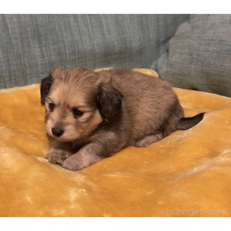 販売中の岡山県のミックス犬-447858の3枚目